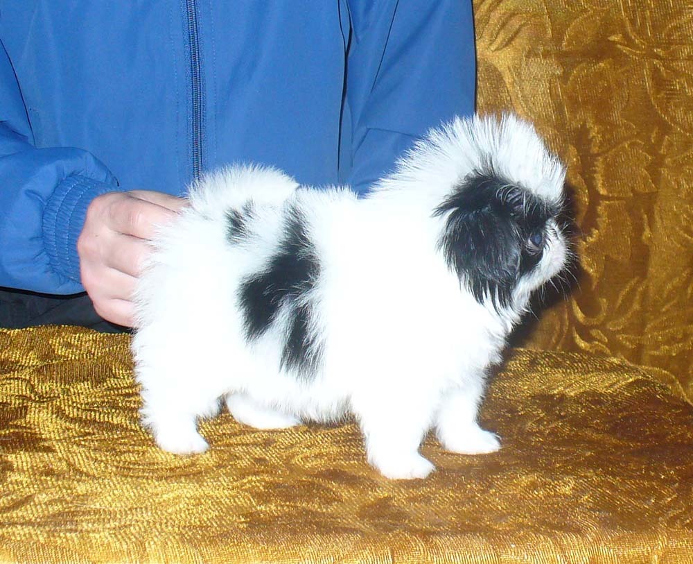 ЯПОНСКИЙ ХИН ПИТОМНИК